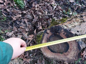 Ořech, ořechové dřevo, kmen. - 10