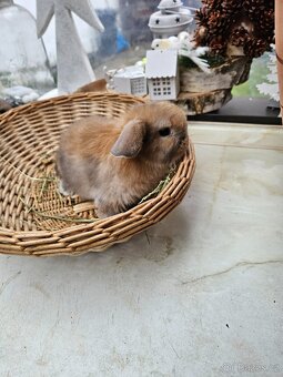 Zakrslý králík - 10