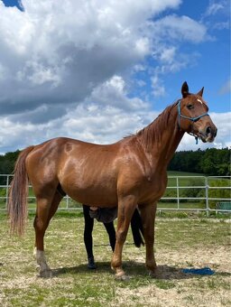 Český teplokrevník - 10