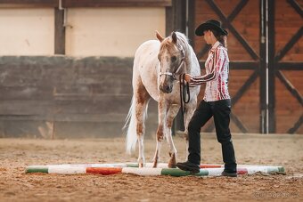 Připouštění Appaloosa - 10