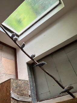 Kakarici,korela,andulka,penant - 10