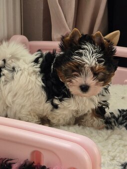 Jorkširský teriér-biewer - 10