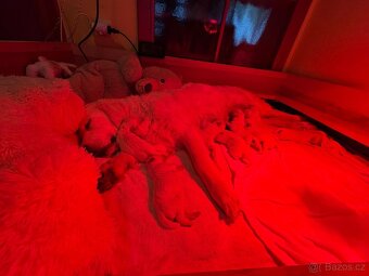 Golden retriever -Zlatý retrívr - 10