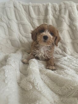 Cavapoo s pp/ registrací - 10