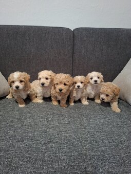 Maltipoo - 10