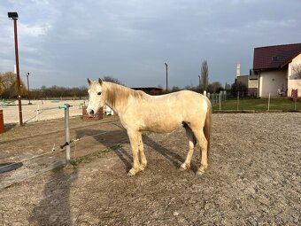 Lusitano valach - 10