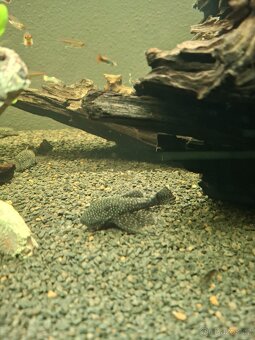 Prodám paví očka, ancitrusy a krevetky - 10