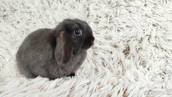 Zakrslý beránek, králíček, králík - ELLA - 10