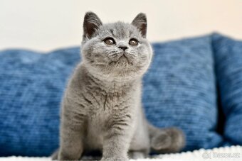 Britská modrá koťátka s PP - 10