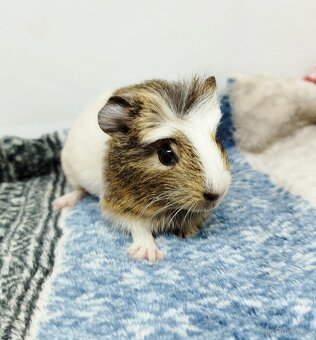 Morče, Morčata, Morčátko, Morčátka - SAMIČKY - 10