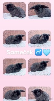 Volný Sameček - Anglický Zakrslý Beránek MiniLop🍑 - 10