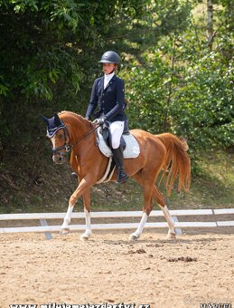 Sportovní pony klisna - 10