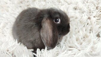 Zakrslý beránek, králíček, králík - DENIS - 10