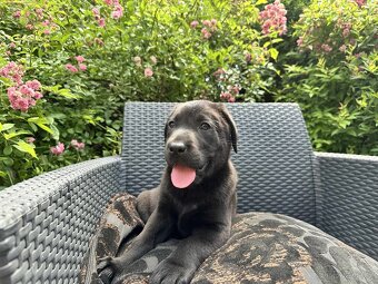 štěňata labrador a – připravena k odběru - 10