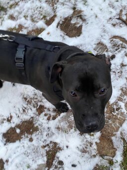 GORA K ADOPCI - něžné plaché zlatíčko - 10