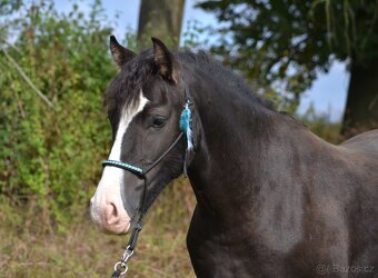 Osmiletý valach welsh cob D - 10