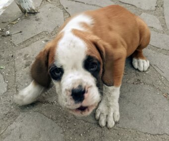 Německý  Boxer zlatý štěňě bez PP - 10
