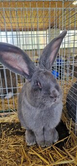 Belgický obr modrý - 10