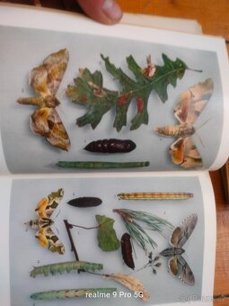 Schwarz Motýli - 10