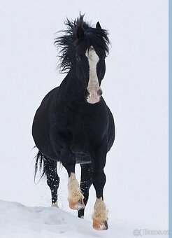 Welsh Cob C, Welsh pony - 10