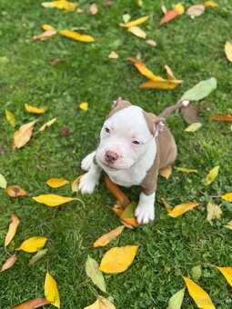 American Bully Classic / standard - 10
