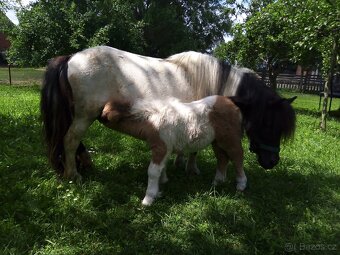 Shetland pony - 10