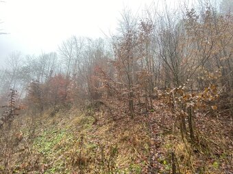 Lesní pozemek Jedlí - 10