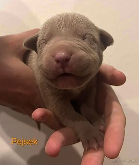 American Bully XL - štěňata - rezervace - 10
