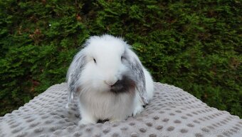 Zakrslý beránek, králíček, králík - MOLLY - 10