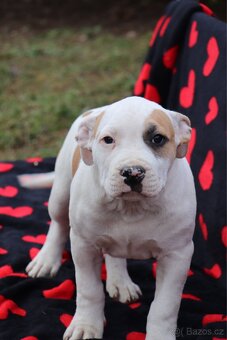Americký stafordšírský teriér s PP pejsek CHAOS - 10