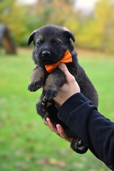 Německý ovčák s PP - 10