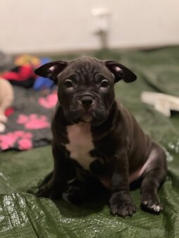 🐾 American Bully Pocket – štěňata na prodej 🐾 - 10