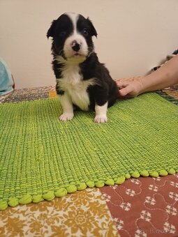 Štěňata bordercolie kříženci - 10