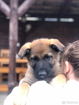 Stenata německého ovcaka - 10