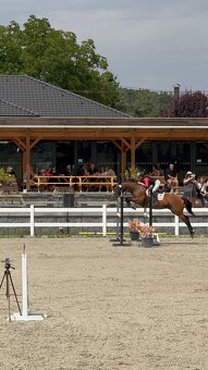 Kobyla do chovu a sportu - 10