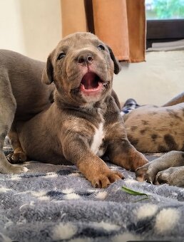 American bully XL - 10
