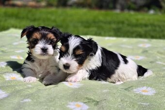 Biewer terrier fenka s PP - 10