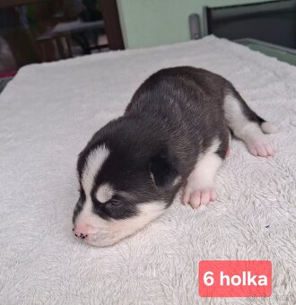 Sibiřský husky - štěňata - 10