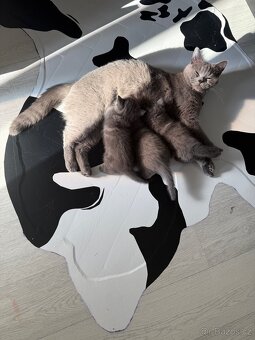 Naše první britská gaučácká koťátka 🐾💙 - 10