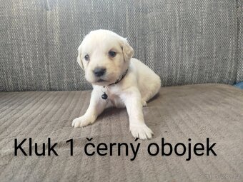 Zlatý retrívr / retriever - 10