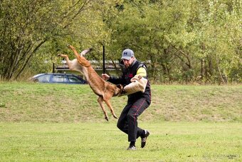 Štěňata Belgický ovčák malinois s PP - pracovní spojení - 10
