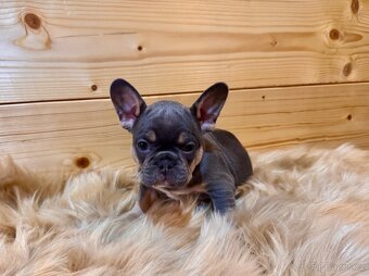 Francouzsky buldoček - 10