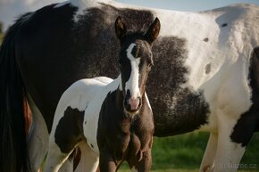 připouštění kvalitnimi plemeníky PAINT HORSE-HOMOZYGOT - 10