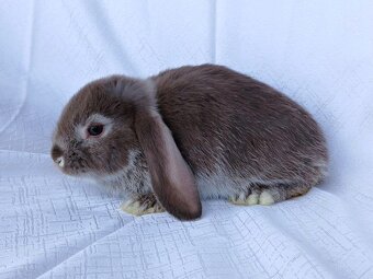 Zakrslí beránci a bílopesíkatí králíčci s rodokmenem - 10