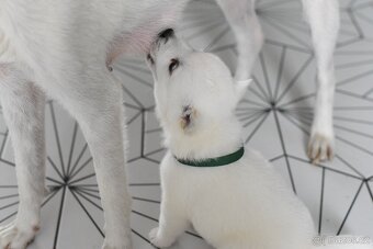 Kishu Inu štěňata s PP FCI - odběr na Vánoce - 10