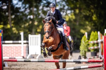 Prodáme sportovního koně do drezury, do parkuru pro dítě, ju - 10