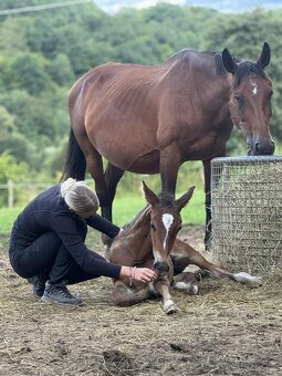 Hřebeček ČT -2025 - 10