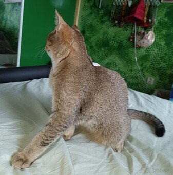 Britský kocourek bez PP - 10