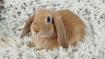 Zakrslý beránek, králíček, králík - RIKI - 10