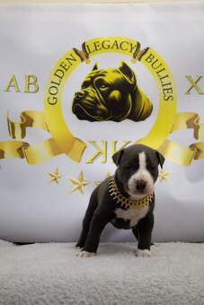 GLB TOKIO & CROWN BULLYS BARON American Bully - 10